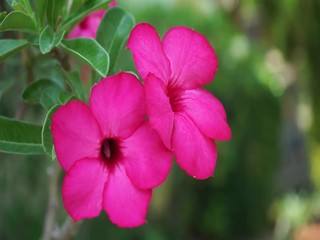 Poster - Adenium or desert rose flower
