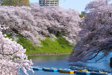 Sticker - Cherry blossom at Chiyoda Park in Tokyo, Japan.