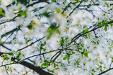 Fototapeta  - white hawthorn blossoms on tree branches in city park