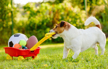 Concept Of Fun Summer Activities With Dog And Many Sport Balls