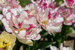 close-up of the blossoming Belicia tulips