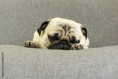 Fotografie, Obraz cute dog breed pug sleeping on sofa