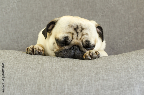 Fotografie, Obraz cute dog breed pug sleeping on sofa