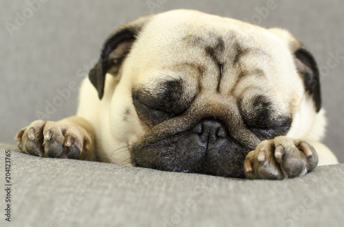 Obraz na plátně cute dog breed pug sleeping on sofa