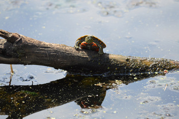 Wall Mural - Turtle on a log in the water