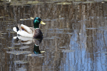 Poster - Mallard duck in the wetland