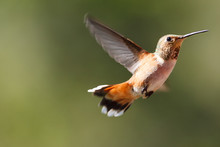Anna's Hummingbird In Flight