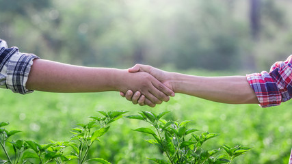 Wall Mural - Two farmer standing and shaking hands on Chilli farm.