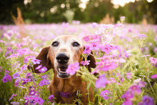 Wiener Dog Looking Up From A Filed Or Patch Of Purple Flowers