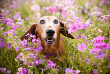 Wiener Dog Looking Up From A Filed Or Patch Of Purple Flowers