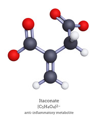 Ball-and-Stick Molecular Model of Itaconate