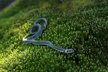 Grass Snake On Moss In Forest. European Grass Snake, Natrix Natrix.