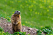 Marmot (Groundhog) standing in alarm position on blossoming pasutre