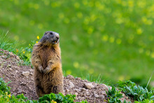 Marmot (Groundhog) Standing In Alarm Position On Blossoming Pasutre