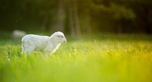 Cute Little Lamb On Fresh Green Meadow