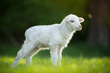 Wall Mural - cute little lamb on fresh green meadow