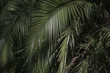 Zielone palmy