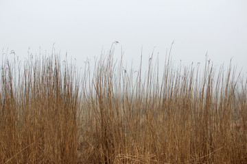 Naklejka na meble thickets of grass in the fog in a vacant lot in the spring early in the morning.