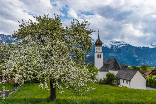 Zdjęcie XXL Kwitnąca jabłoń z kościoła, Wildermieming, Tirol