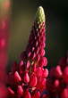 Closeup of a beautiful red lupine flower in a natural green environment 
