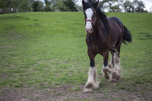 Trotting Shire Horse