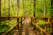 Drewno Most w lesie