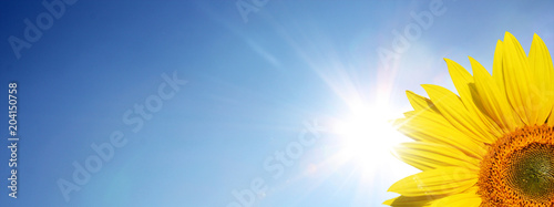 Wunderschöne Sonnenblume