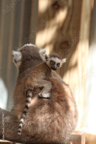 Fotografie, Obraz Baby Ring Tailed Lemur on the back of his Mother / Madagascar Wildlife
