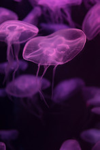 Moon Jellyfish Aurelia Aurita Purple Translucent Color And Dark Background. Aurelia Aurita (also Called The Common Jellyfish, Moon Jellyfish, Moon Jelly, Or Saucer Jelly)
