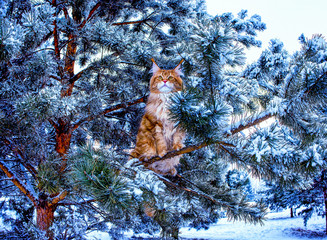 Wall Mural - A very nice wild red and white maine coon cat sitting on the pine tree in the winter snowy forest.