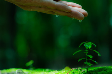 Plant born on green fern with hand watering over sunlight and green background,select focus