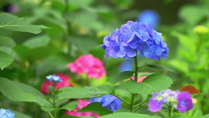 Wall Mural - Multi-colored hydrangeas flowers in close-up