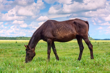 Wall Mural - a thin horse walks on a green field