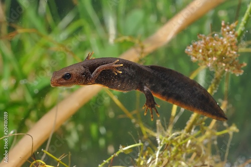 Cuadros en Lienzo Great Crested Newt (Triturus cristatus) swimming in the water