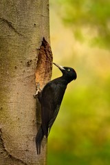 The female Black Woodpecker (Dryocopus martius) sitting on a tree trunk