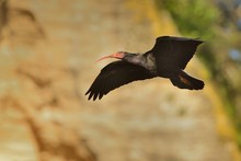 Bald Ibis - Waldrapp (Geronticus Eremita) Sitting On The Rock In Spain. In The Background Is Yellow Rock And Blue Sky. Black Bird