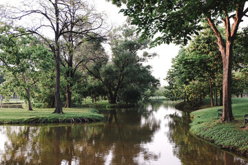 public park with green grass field and green fresh tree plant