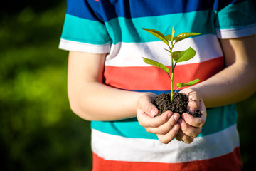 Two hands of the children are planting the seedlings into the soil.