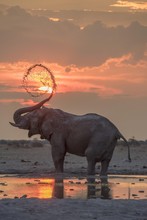 African Elephant (Loxodonta Africana), Mud Bath At Sunset At A Waterhole, Nxai Pan National Park, Ngamiland District, Botswana, Africa