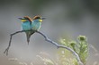 © imageBROKER - European bee eater birds perching on tree branch