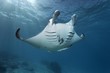© imageBROKER - Reef manta ray (Manta alfredi), Tikehau, Pacific Ocean, Society Islands, Windward Islands, French Polynesia, Oceania