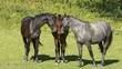 © imageBROKER - Horses on pasture, young stallions, Hungary, Europe