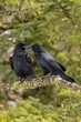 © imageBROKER - Pair of common ravens perching on branch