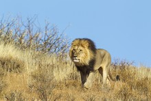 Black-maned Lion (Panthera Leo Vernayi), Male, Roaming On A Grass-grown Sand Dune, Kalahari Desert, Kgalagadi Transfrontier Park, South Africa, Africa