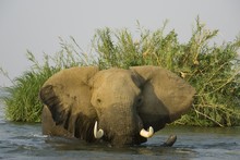 African Elephant (Loxodonta Africana), Bull In The Water Of Zambezi River, Lower Zambezi National Park, Zambia, Africa