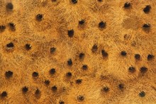 Detail Of A Communal Nest Of Sociable Weavers (Philetairus Socius) With Its Numerous Chambers, Tirasberge, Namtib Biosphere Reserve, Namibia, Africa