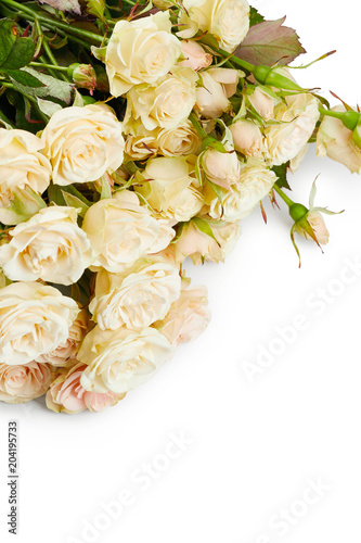 Beautiful roses isolated on white background
