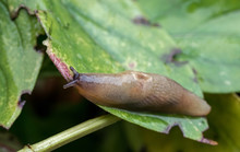 Slug Creeps Along The Green Leaf Of The Plant. Agricultural Pest. Selective Focus.
