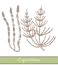 Equisetum In Hand Drawn Style