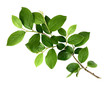 © Ortis - Spring twig with green leaves